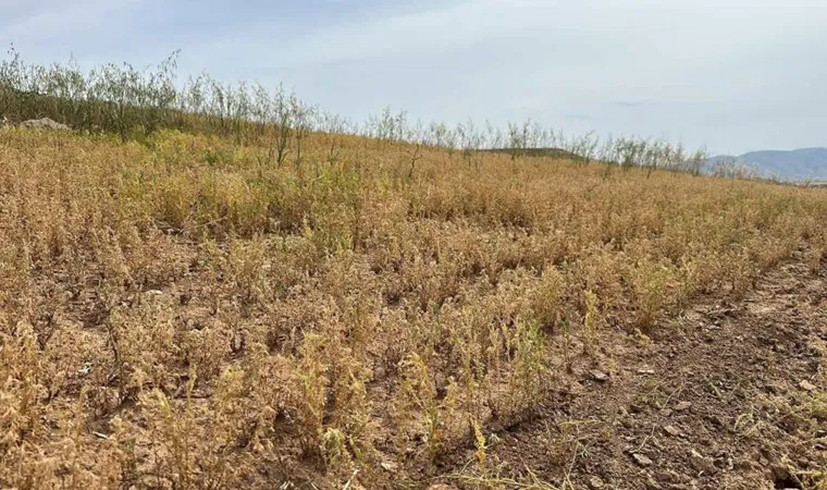Kurtalan'da hasat başladı:  Boyu geçen yıllara göre daha kısa